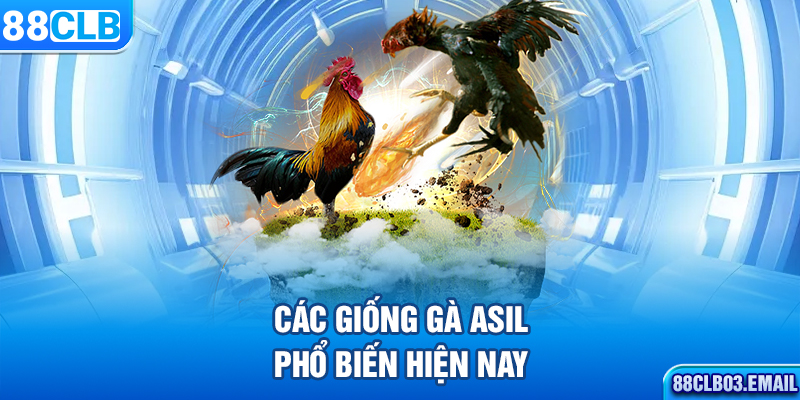 Các giống gà Asil phổ biến hiện nay