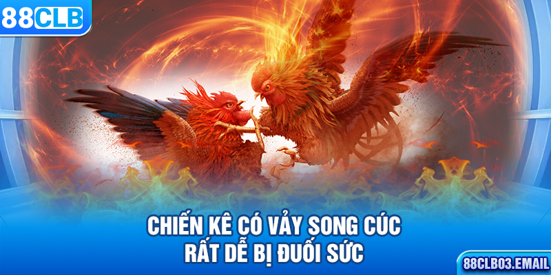 Chiến kê có vảy song cúc rất dễ bị đuối sức